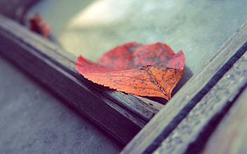Autumn, Macro, Surface, Sheet, Leaf, Fallen HD wallpaper
