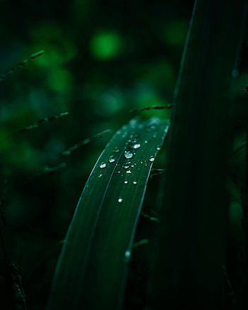 Leaves, Drops, Plant, Macro, Wet HD phone wallpaper