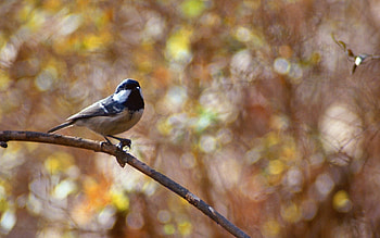 Animals, Glare, Blur, Smooth, Branch, Little Bird, Birdie HD wallpaper