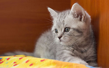 Animals, Kitty, Kitten, Striped, Kid, Tot HD wallpaper