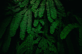 Leaves , leaves, green, nature HD wallpaper