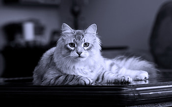 Animals, Cats HD wallpaper