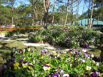 GORGEOUS FLOWER GARDEN, landscape, view, beautiful, scenic HD wallpaper