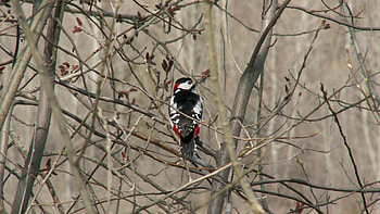 Animals, Bird, Wood, Tree, Branches, Woodpecker HD wallpaper