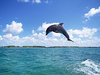 Animals, Water, Sky, Dolfins, Fishes HD wallpaper