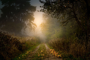 Nature, Trees, Apples, Road, Forest, Fog HD wallpaper