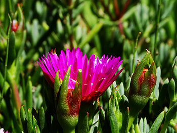Grass, Flower, Plant, Macro HD wallpaper