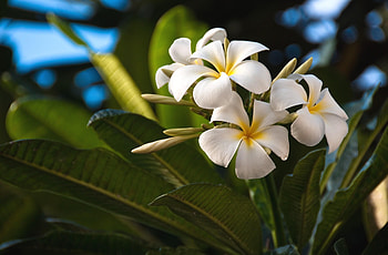 Flowers, Leaves, Exotic, Exotics, Plumeria HD wallpaper