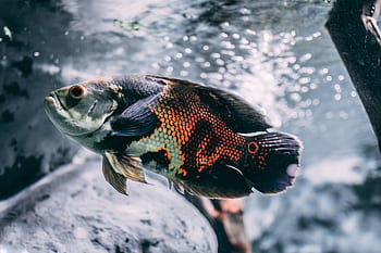 Close-up of a colorful oscar fish swimming gracefully underwater. HD wallpaper