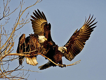 the challenge, eagles, can i sit here HD wallpaper