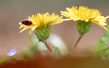 Insect, bug HD wallpaper