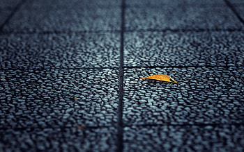 Fallen Leaf Autumn, leaf, autumn, nature HD wallpaper