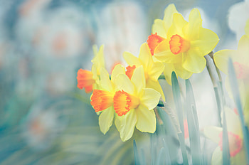 Daffodil Glow: Nature’s Springtime Radiance, nature, daffodil HD wallpaper