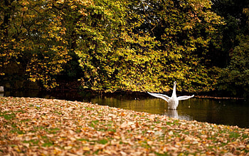 Animals, Trees, Grass, Autumn, Leaves, Lake, Swan HD wallpaper