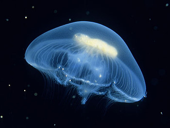 Jelly Fish, fish, beautiful, jelly HD wallpaper