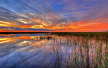 Sunset over Lake, reeds, water, lake, sunset HD wallpaper