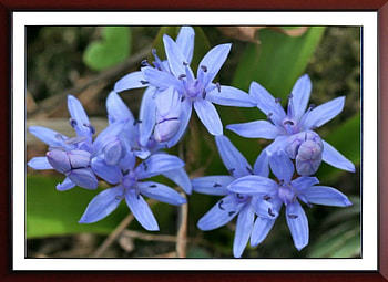 PRETTY FRAMED FLOWERS, NATURE, FLOWERS, , FRAMED HD wallpaper