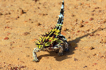 Thorny Devil, devil, thorny, reptile, lizard HD wallpaper