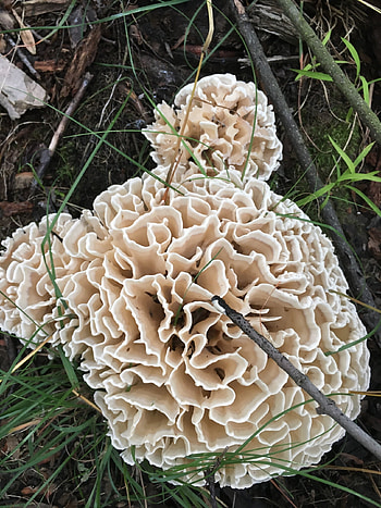 Sparassis genus, Inaturalist United Kingdom, Cauliflower mushrooms, Food HD phone wallpaper