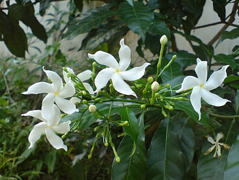 jui flowers, jui, flowers HD wallpaper
