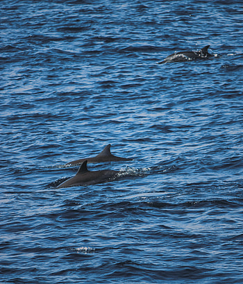 Nature, Dolfins, Sea, Waves, Ripples, Ripple HD phone wallpaper