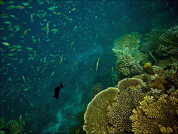 Underwater, fishes, art , coral reefs, beautiful, ocean HD wallpaper
