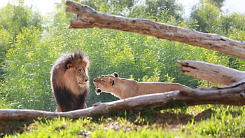 Animals, Grass, Predators, Wood, Tree, Lion, Lioness HD wallpaper