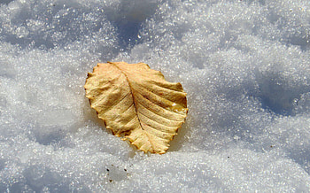 Lasting Leaf of Gold on a Winter Blanket, winter, leaves, snow, fall, autumn, leaf, nature, gold HD wallpaper