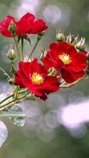 Rose Flower, Red Flowers, Petals HD phone wallpaper