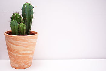 A vibrant cactus plant sits in a textured terracotta pot, perfect for indoor decor. HD wallpaper