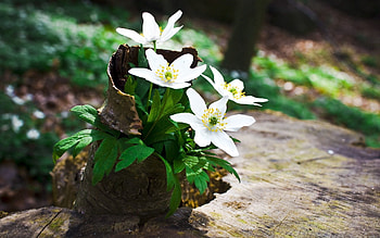 Flowers, Forest, Greens, Stump, Penek HD wallpaper