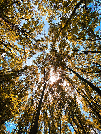Nature, Trees, Sky, Forest, Branches, Bottom View HD phone wallpaper