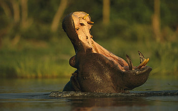 Animals, Rivers, Grass, To Fall, Mouth, Scream, Cry, Hippopotamus HD wallpaper