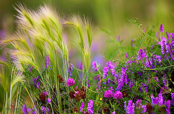 Flowers, Summer, Blur, Smooth, Greens, Ears, Clover, Polyana, Glade, Spikes, Peas, Polka Dots HD wallpaper
