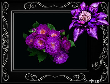 PURPLE ROSES, PRETTY, FLOWERS, ROSES, PURPLE HD wallpaper