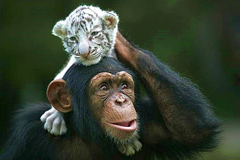 Friends, cool HD wallpaper