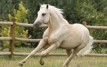 Galloping, trees, horse, white, fence HD wallpaper