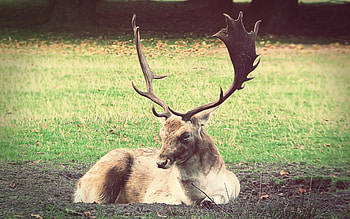 Animals, Grass, To Lie Down, Lie, Deer HD wallpaper