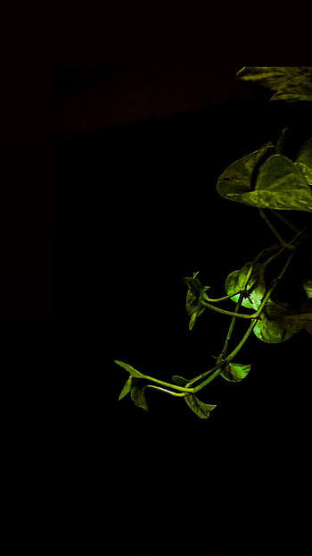 Leaf v, art, tints and shades, nature HD phone wallpaper