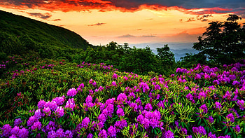 Spring Nature Live Android Apps on Google Play HD wallpaper
