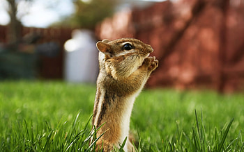 Animals, Chipmunks HD wallpaper