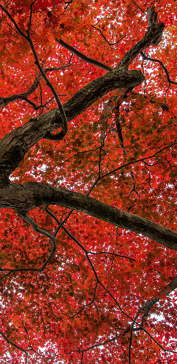Earth maple tree, Nature's connection, Grounded beauty, Rooted in nature HD phone wallpaper