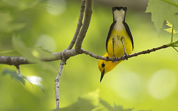 Animals, Trees, Bird, Branch, Color HD wallpaper