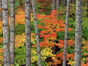 Colorful Autumn, color, landscape, trees, forces, leaf, nature HD wallpaper