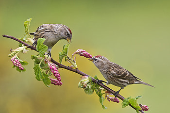Bird species archives, Comprehensive bird database, Avian enthusiast's resource, Covered in feathers HD wallpaper