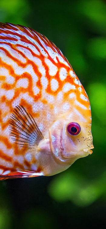 Discus, Fish HD phone wallpaper