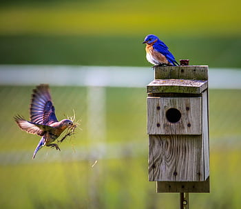 A pair of Eastern Bluebirds interacting near a wooden birdhouse outdoors. HD wallpaper