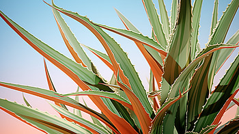 Aloe Vera | Soothing Green Background, aloe vera HD wallpaper