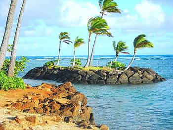 Nature, Palms, Tropics, Island HD wallpaper