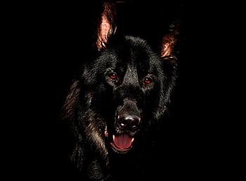 Close-up of a black German Shepherd dog against a dark background. HD wallpaper